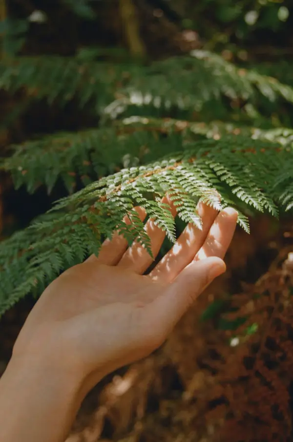A hand resting on a sunlit fern leaf