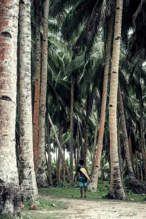 A surfer walking through a coconut palm grove